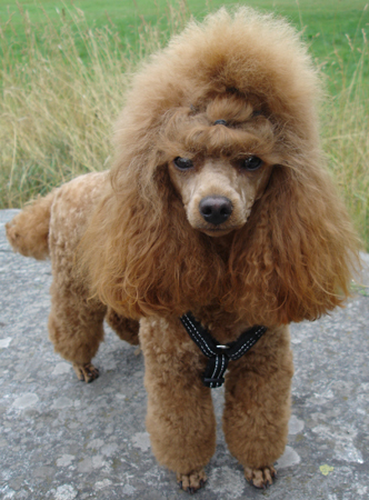 Pudel min hund Isis