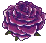 purple rose